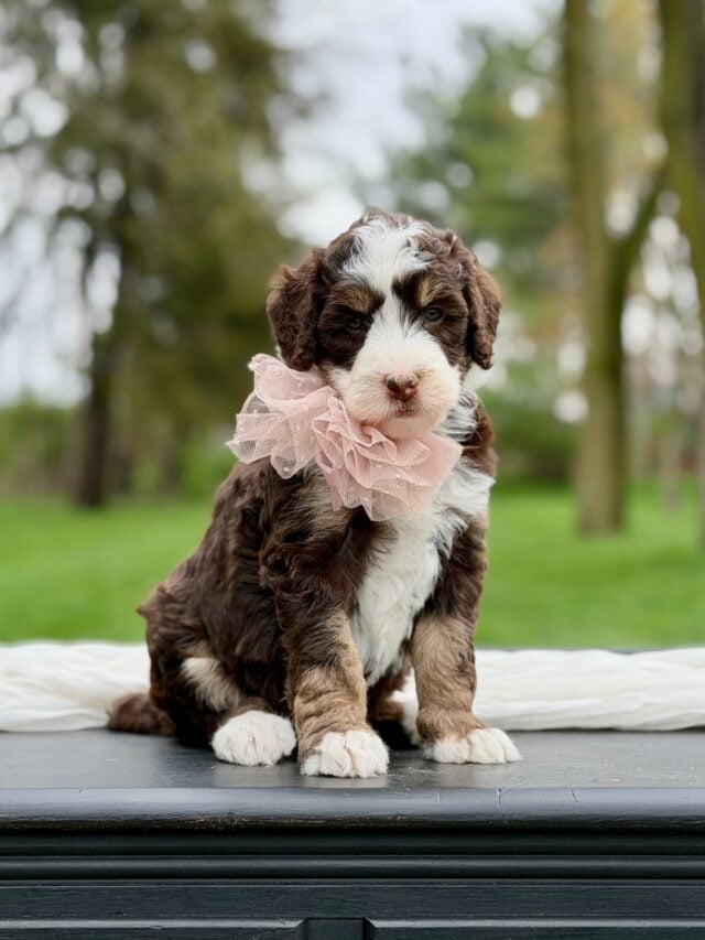 bernedoodle puppy