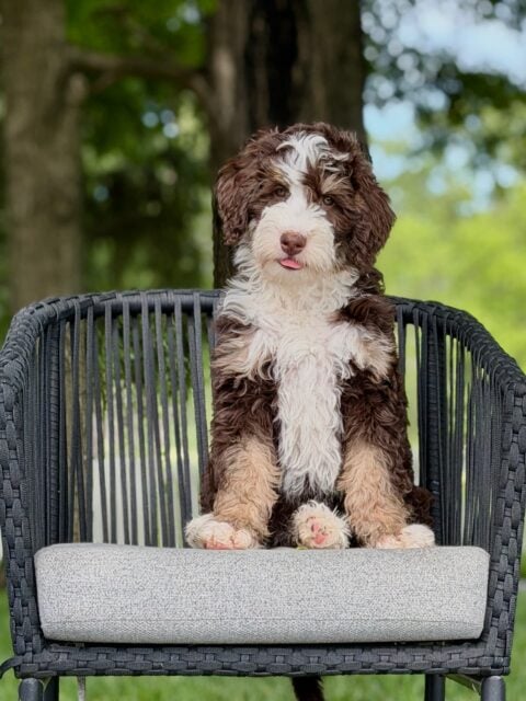 bernedoodle puppy