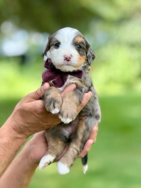 bernedoodle puppy