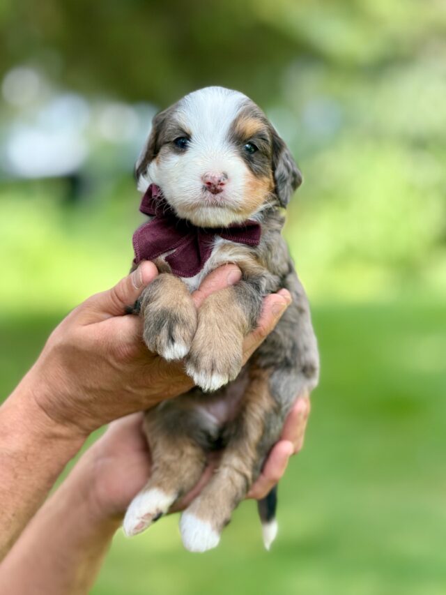 bernedoodle puppy