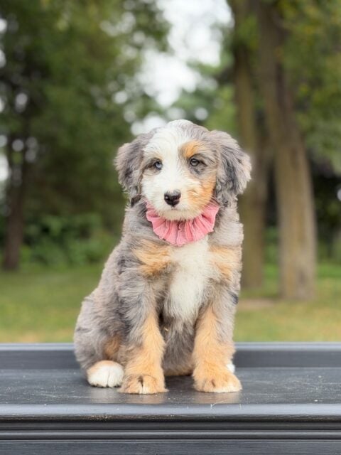 bernedoodle puppy