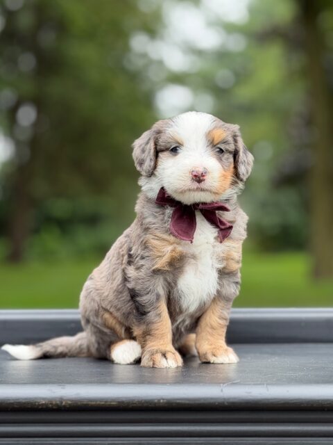 bernedoodle puppy
