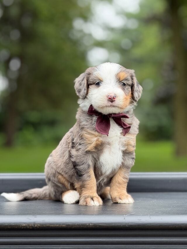 bernedoodle puppy
