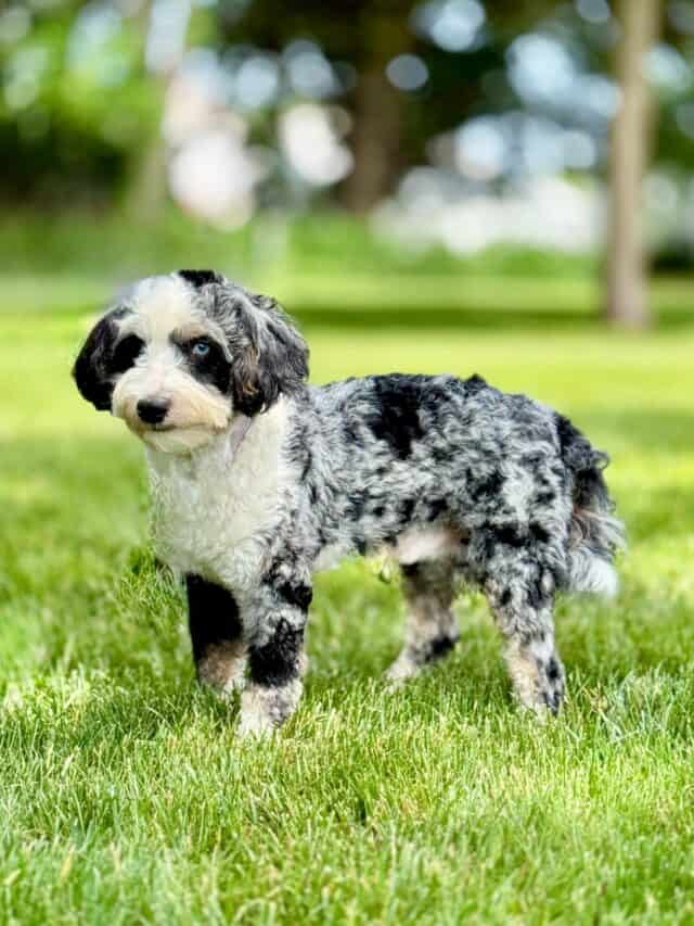 bernedoodle stud