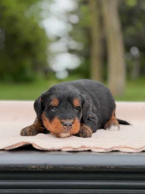 bernedoodle puppy