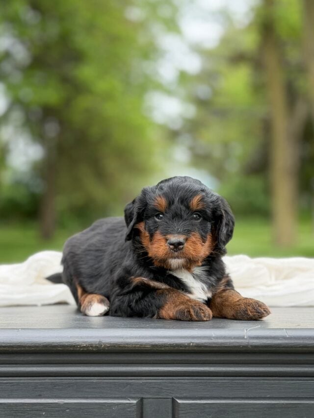 bernedoodle puppy