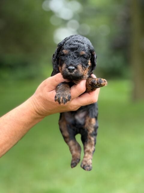 bernedoodles puppy
