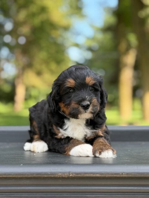 bernedoodle puppy