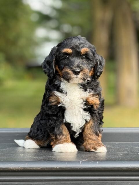 bernedoodle puppy