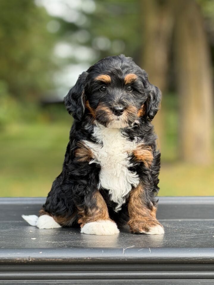 bernedoodle puppy