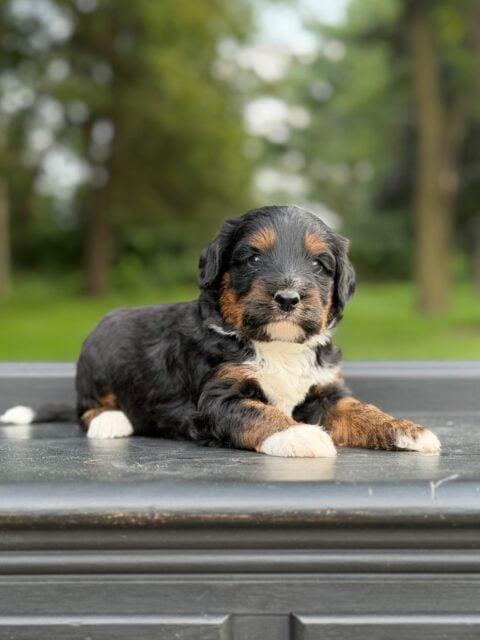 bernedoodle puppy