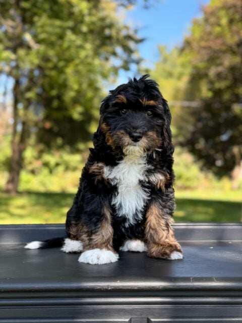 bernedoodle puppy
