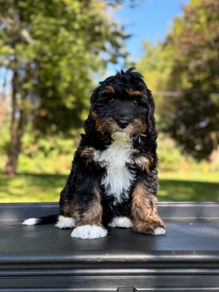 bernedoodle puppy