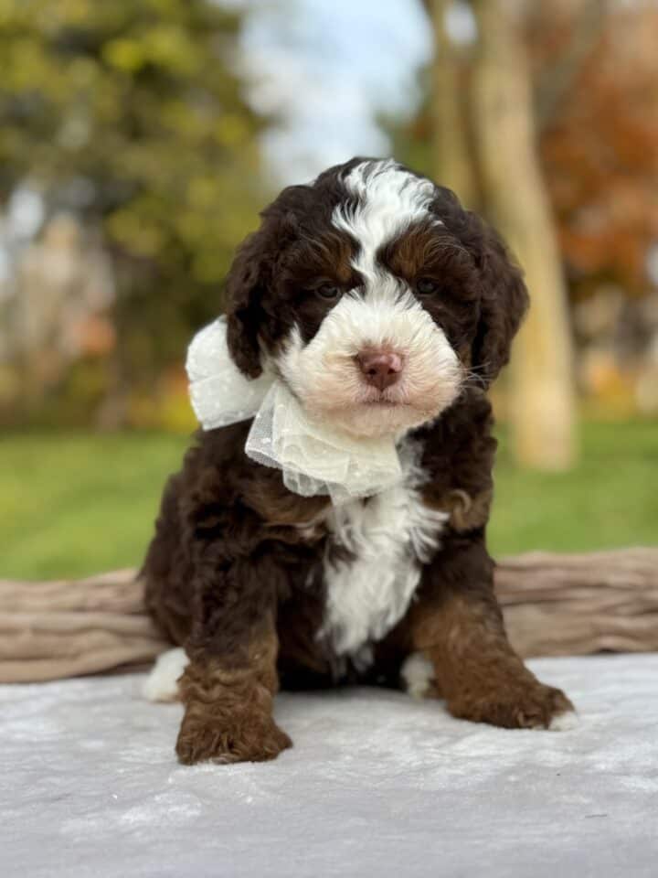 bernedoodle puppy