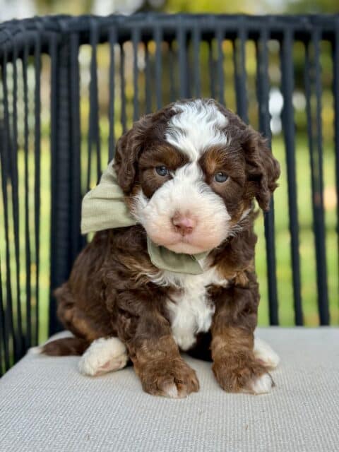 bernedoodle puppy