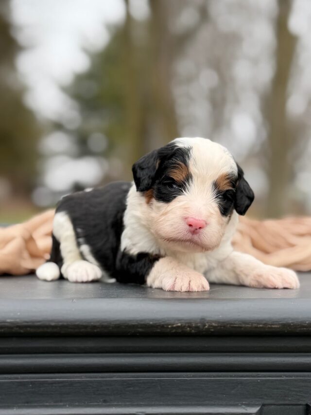 bernedoodle puppy
