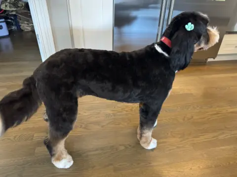 Freshly groomed Bernedoodle
