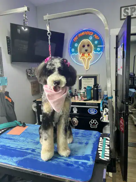 Freshly groomed Bernedoodle ready for the day