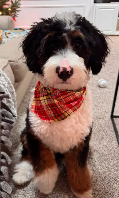 Bernedoodle that just got home from being groomed