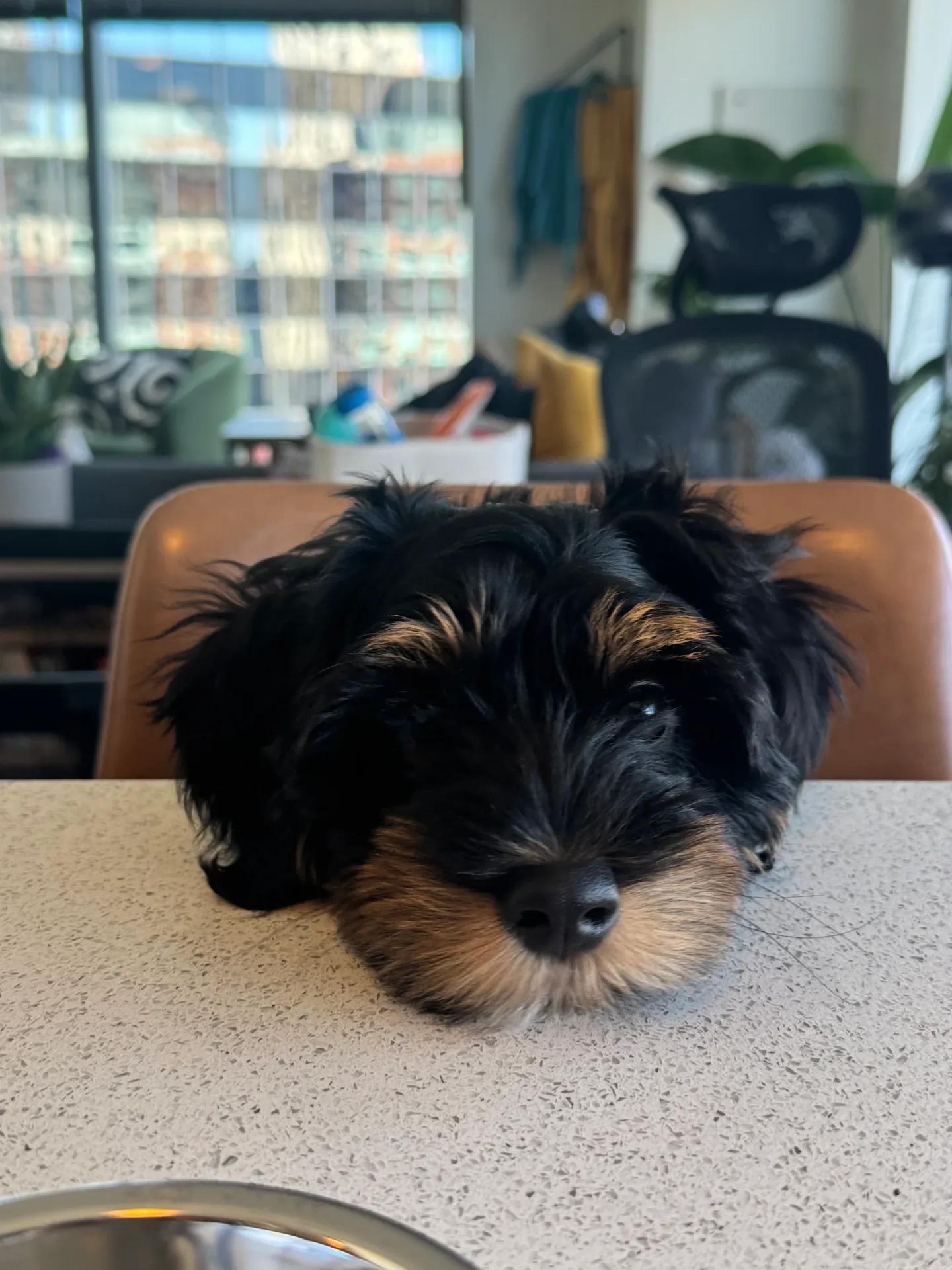 Gaargi Kulkarni's Bernedoodle resting head on the table