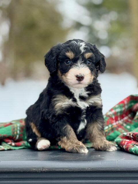 bernedoodle puppy