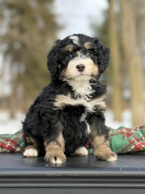 bernedoodle puppy