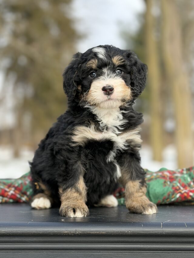 bernedoodle puppy
