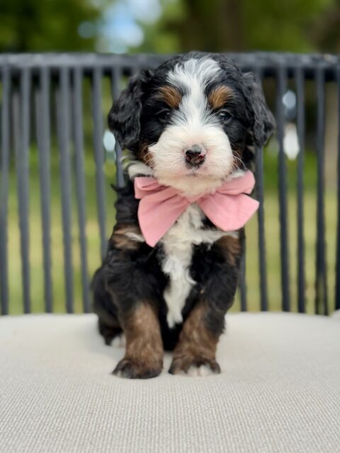 bernedoodle puppy