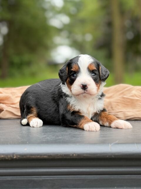bernedoodle puppy