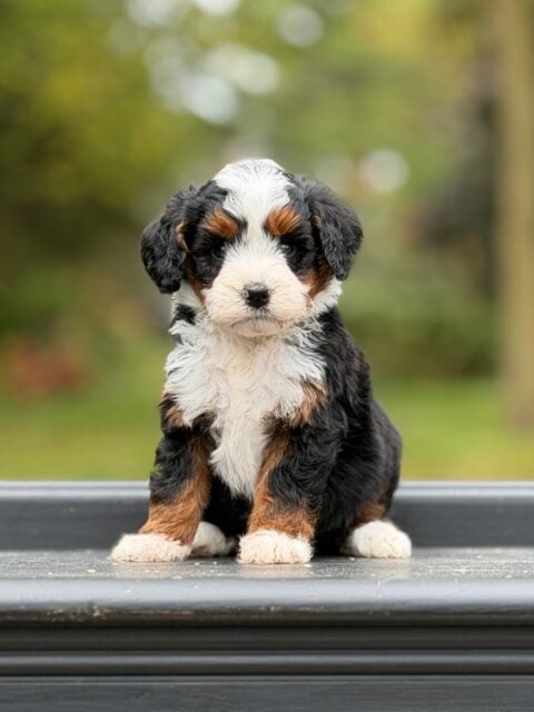 bernedoodle puppy