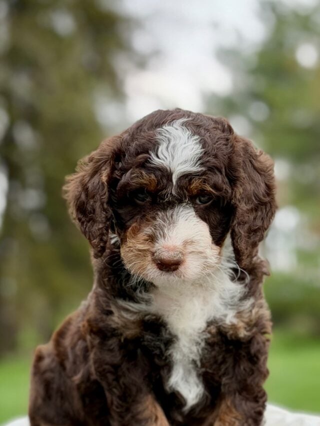bernedoodle puppy