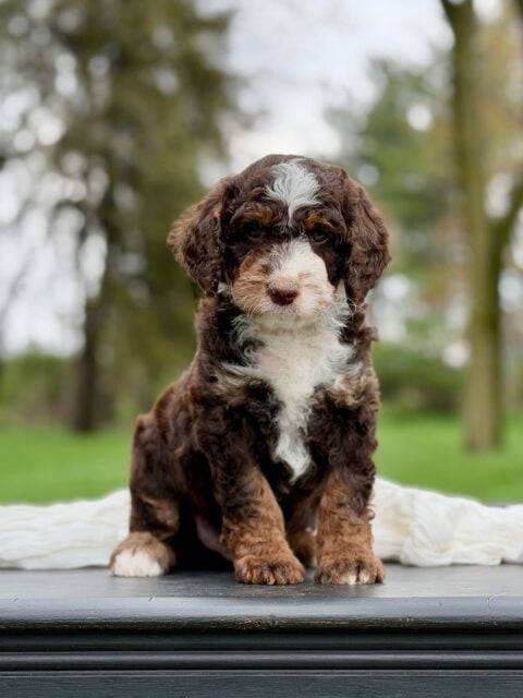 bernedoodle puppy