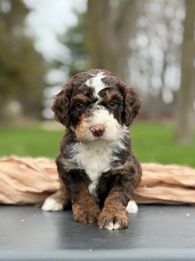 bernedoodle puppy