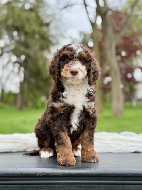 bernedoodle puppy