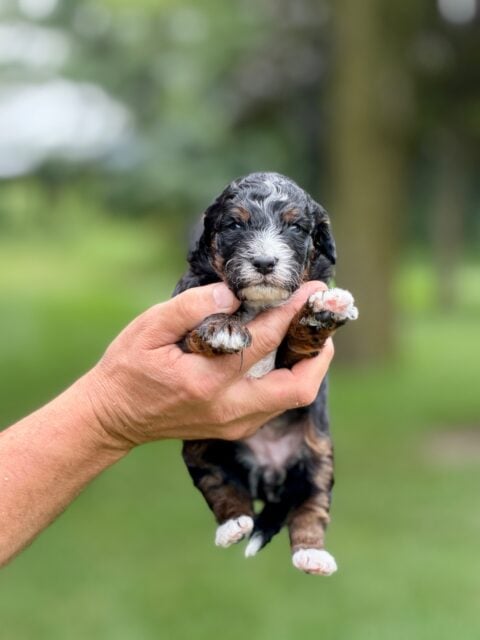 bernedoodle puppy
