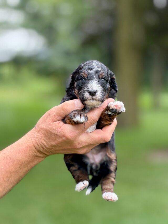 bernedoodle puppy
