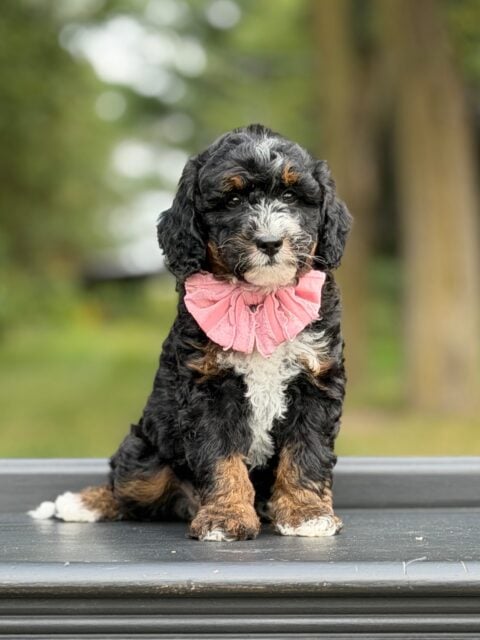 bernedoodle puppy