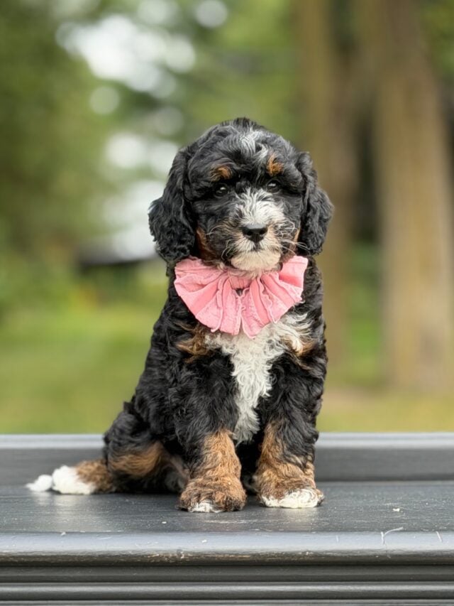 bernedoodle puppy