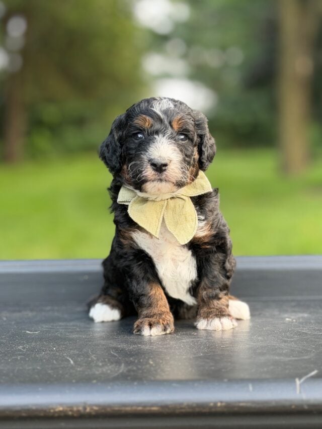 bernedoodle puppy