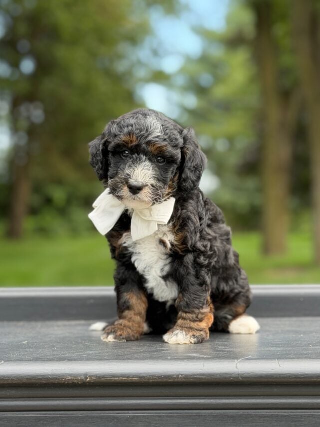 bernedoodles puppy