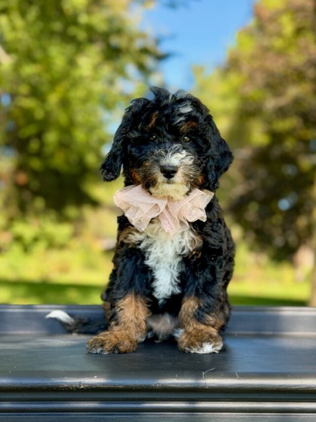 bernedoodle puppy