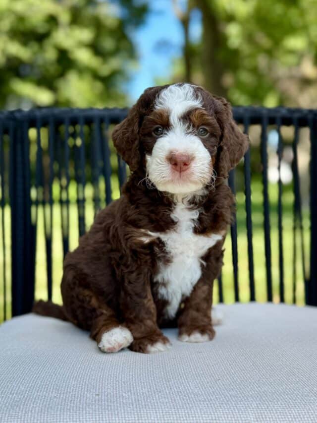 bernedoodle puppy