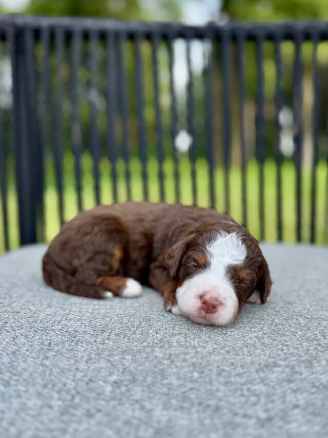 chocolate bernedoodle puppy