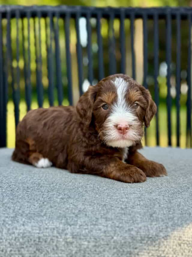 bernedoodle puppy