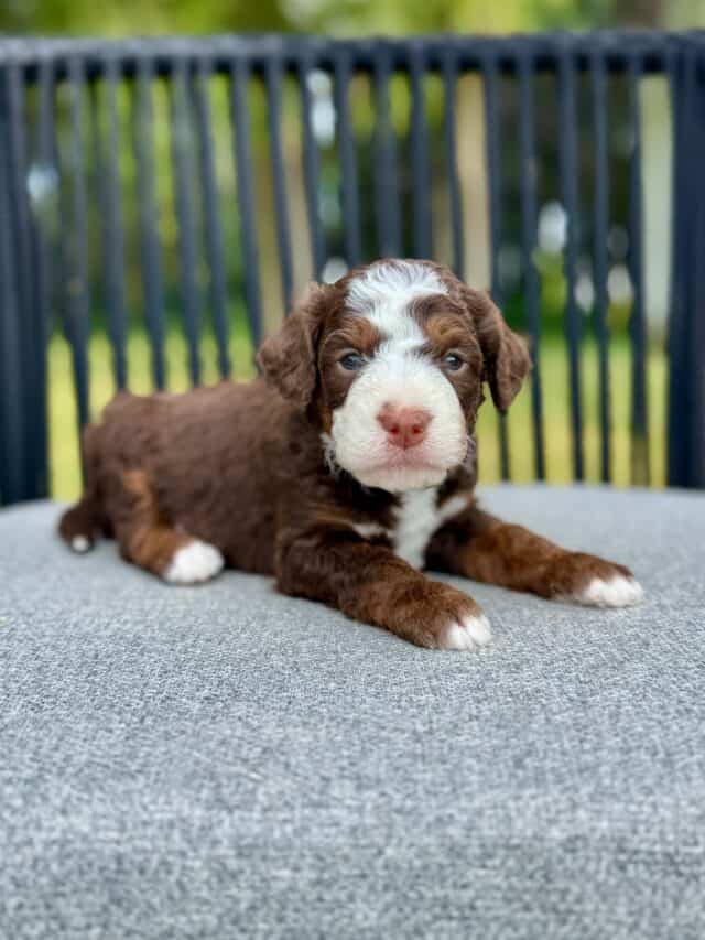 bernedoodle puppy