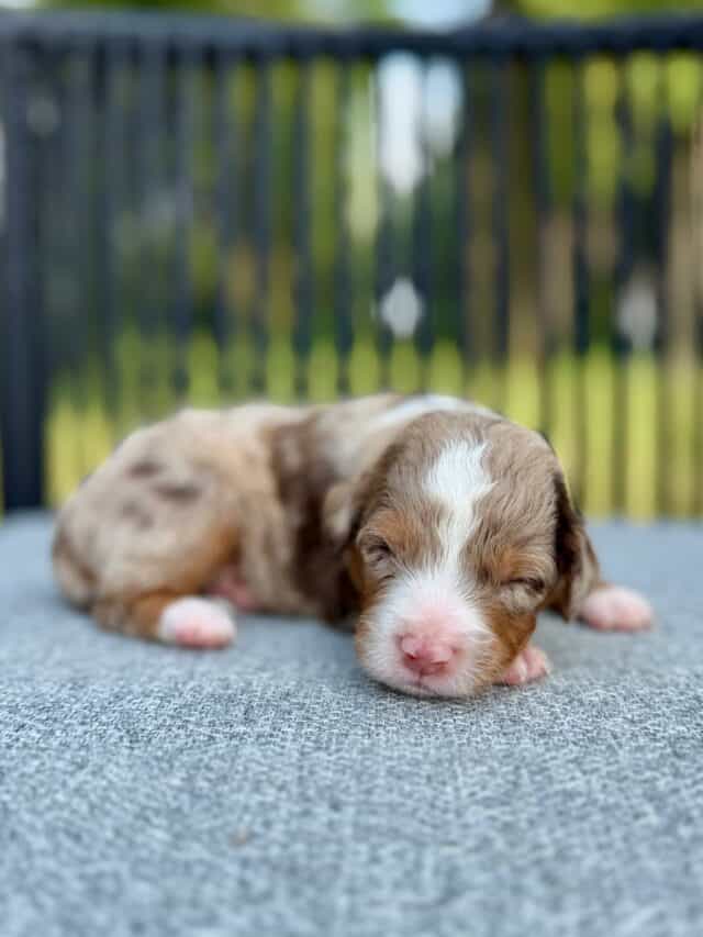 chocolate bernedoodle puppy