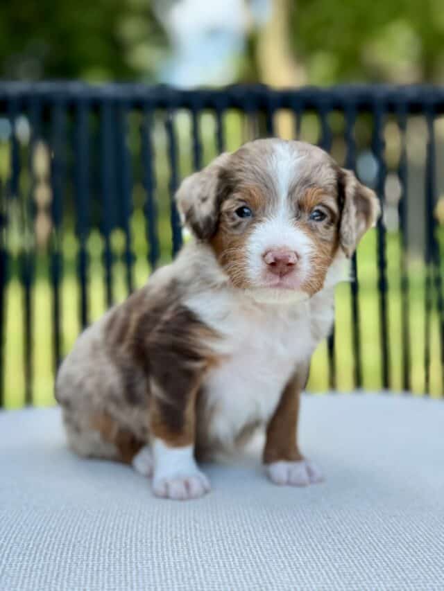 bernedoodle puppy