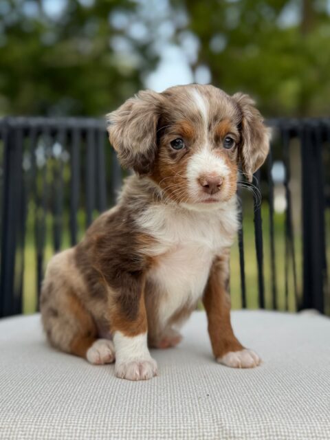 bernedoodle puppy