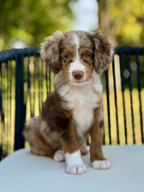 bernedoodle puppy