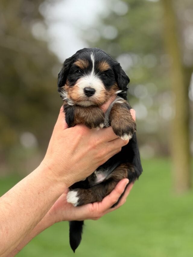 bernedoodle puppy
